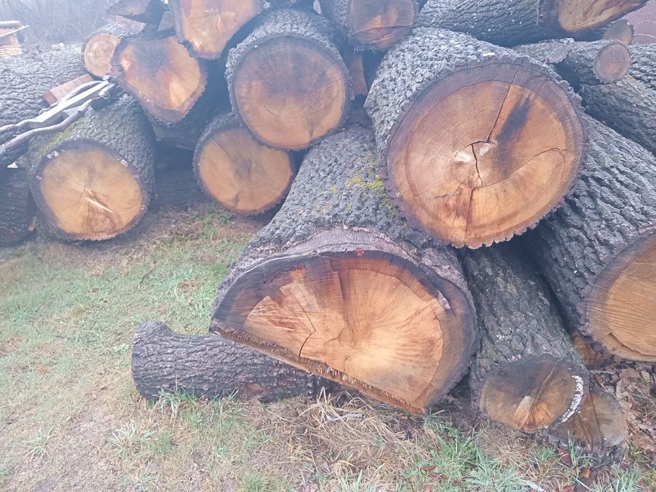 Дуб кругляк продам