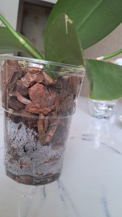 орхідеї  міні орхідеї