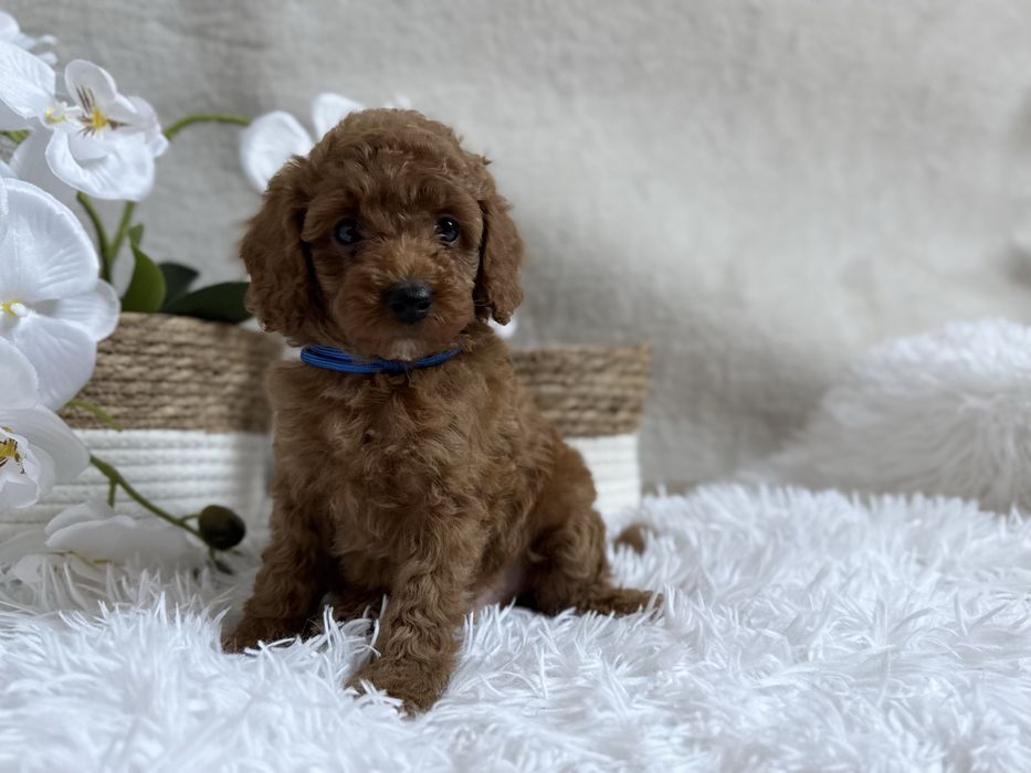 Pudel Toy/Miniatura, red, piesek , REZERWACJA