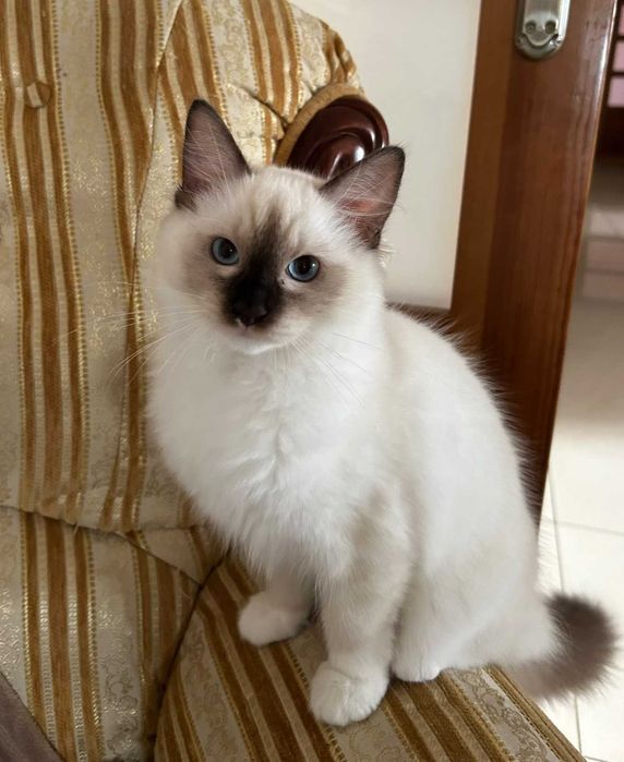 kotka ragdoll  pięciopokoleniowy rodowó FPL