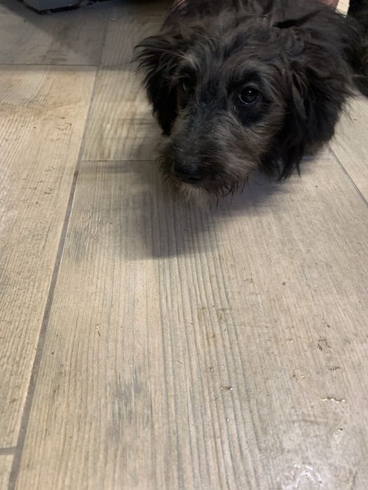 Oddam 4 miesięczne psy