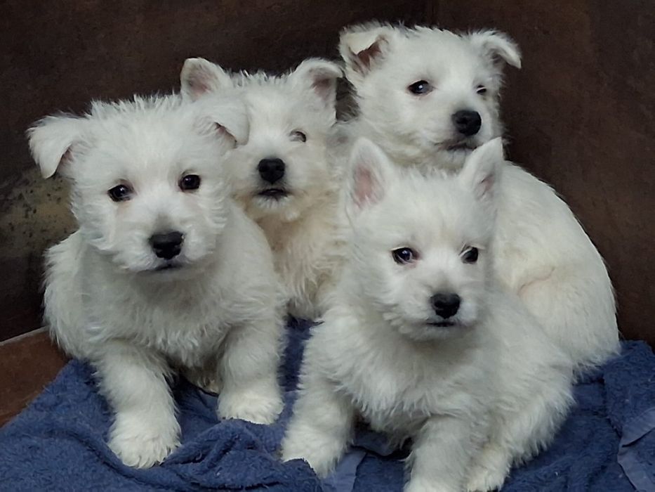 Sliczny szczeniaczek west highland white terrier