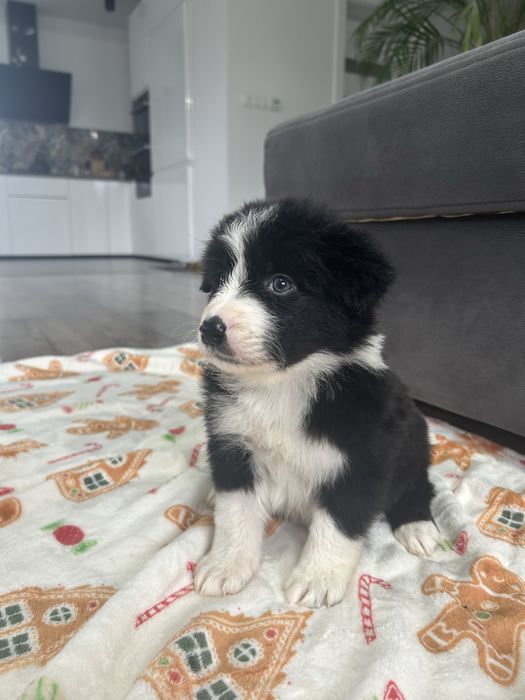 Border Collie Suczka