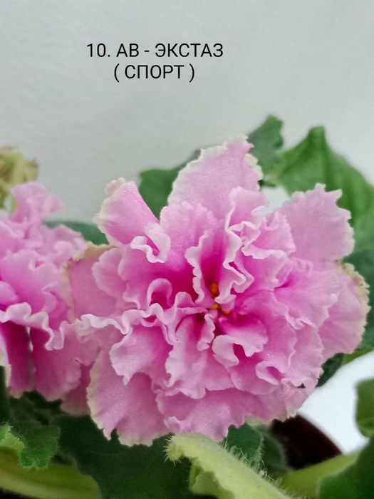 Fiołki odmianowe. Sadzonki. Zestaw 10 odmian.