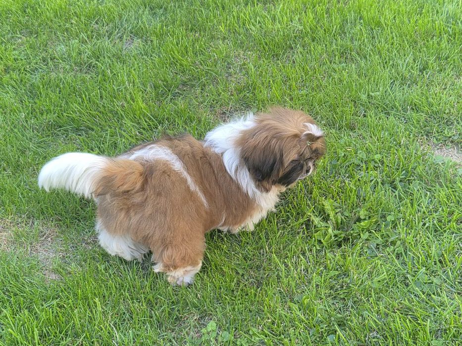 Mały dżentelman shih-tzu ZKwP (FCI)