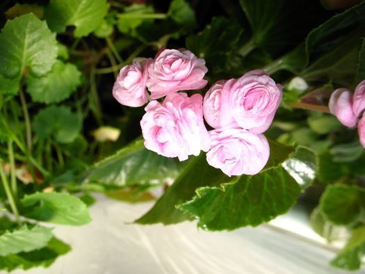 бегония вечноцветущая