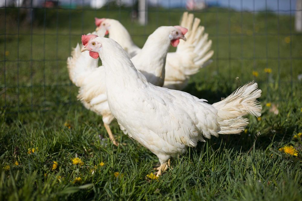 Tetra biała jak leghorn kurka nioska