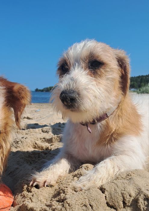 Jack Russel Terrier UKU-FCI