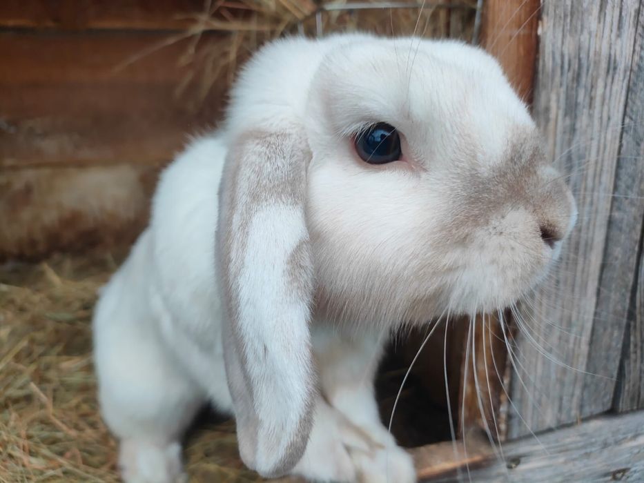 Samczyk Mini Lop
