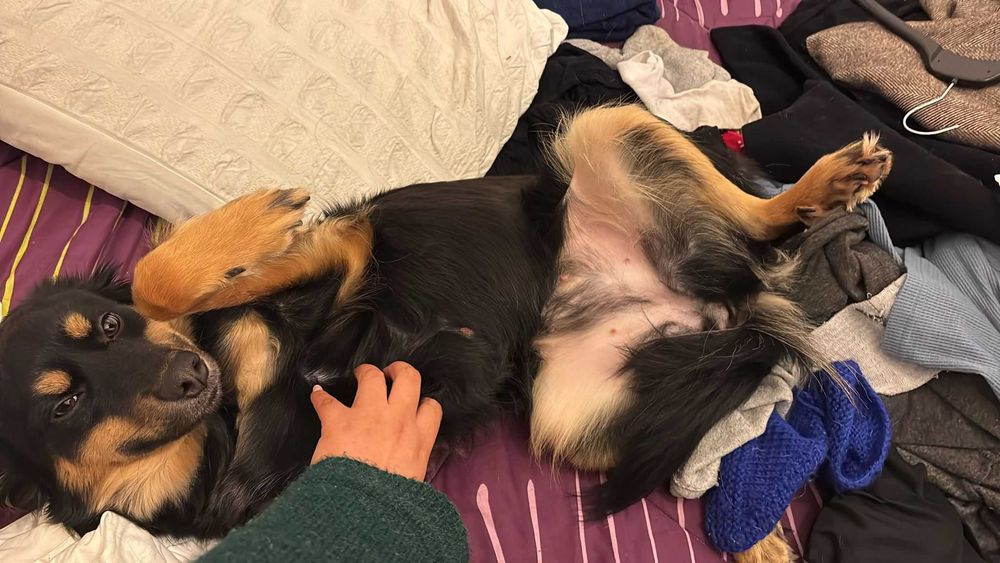 Sol Para Adoção Responsável