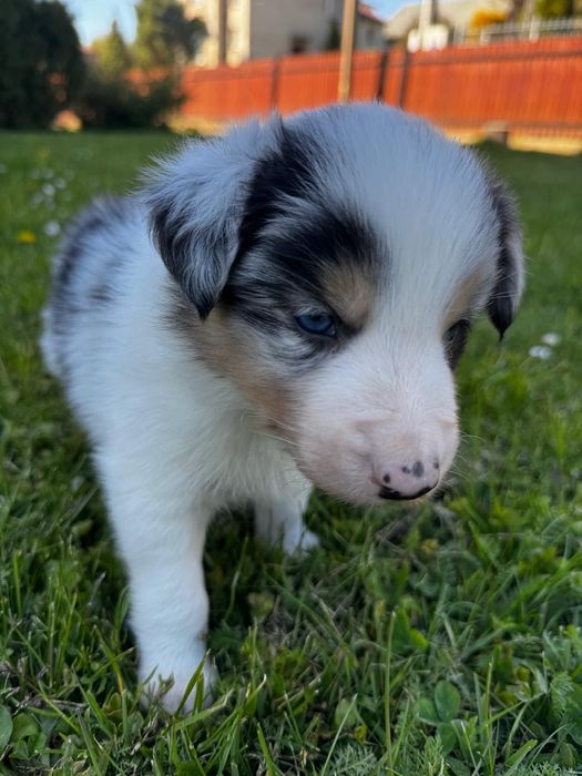 Border Collie FCI chłopak blue merle tri