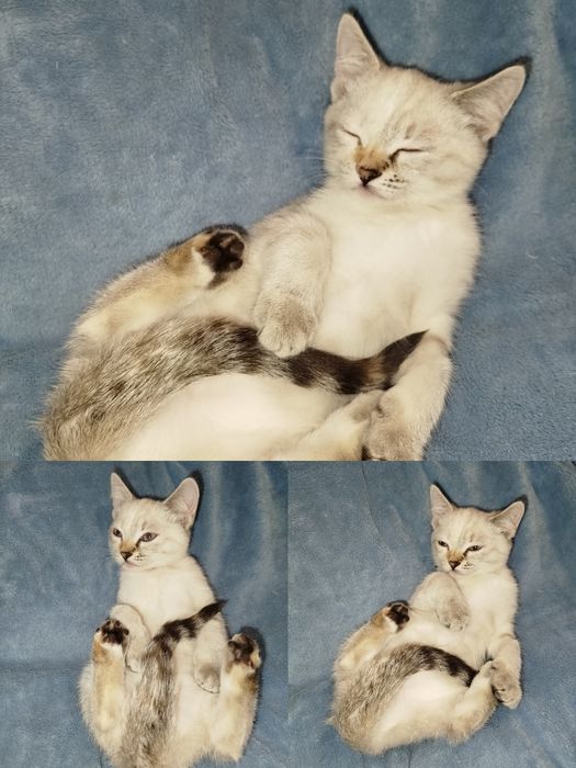 Кошенята  страйт