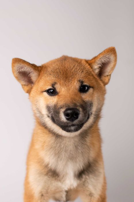 Дівчинка породи шиба іну готова до переїзду