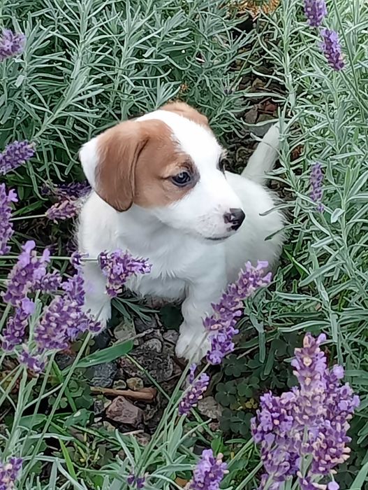 Jack RussellTerrier piesek