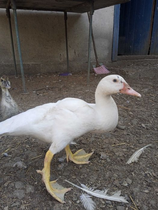 Продам сім'ями або окремо різний молодняк мускусних качок