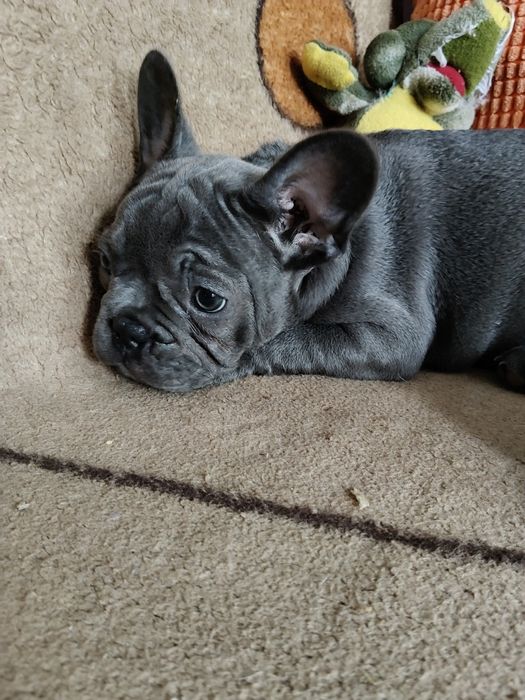 Buldog francuski niebieski sunie
