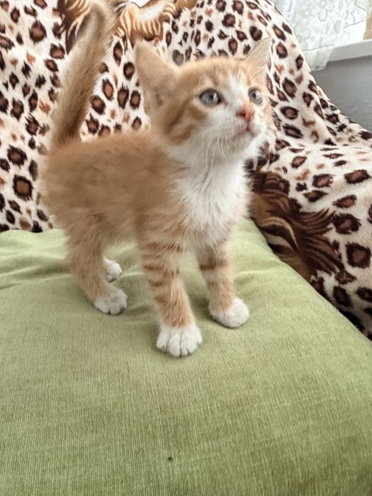 Котик шукає люблячу родину