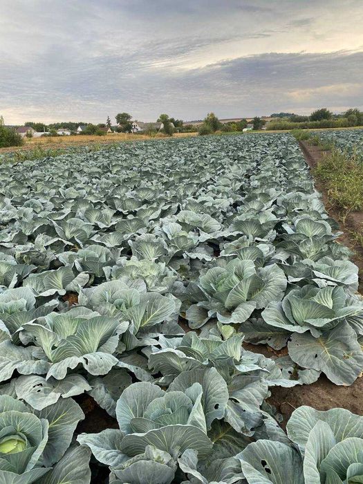 Продам капусту "Агресор"