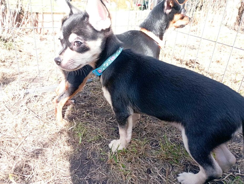 Piesek Chihuahua krótkowłosy