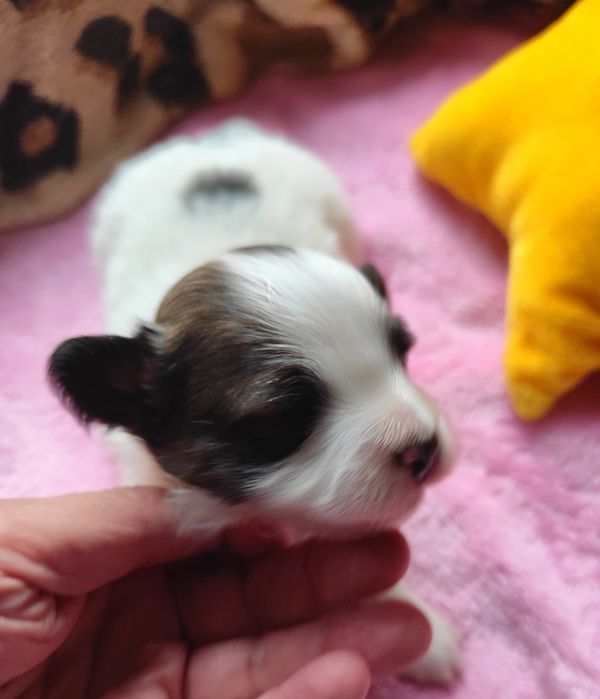 Papillon  piesek  ZKwP/FCI