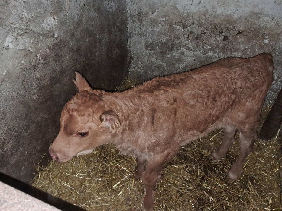 Продам теличку..