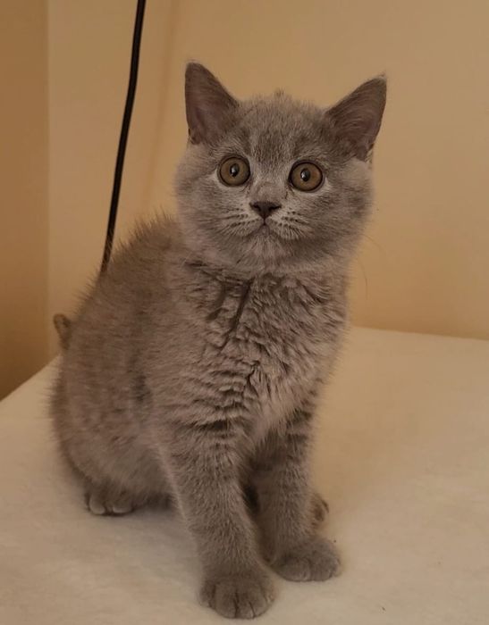 Kot brytyjski kocurek juz do odbioru