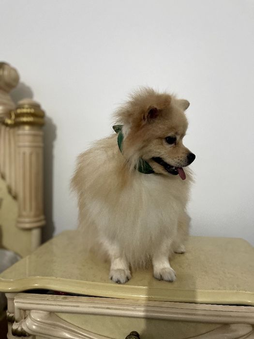Померанські шпіци — Пухнасті принци хочуть до вас