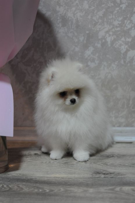 ТОПовые мини мишки