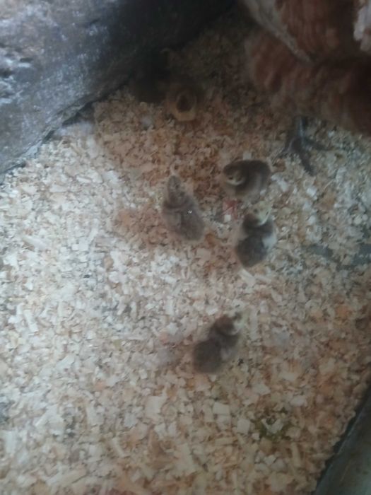 Pisklęta indyka .