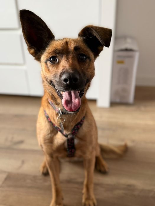Tusia suczka do adopcji