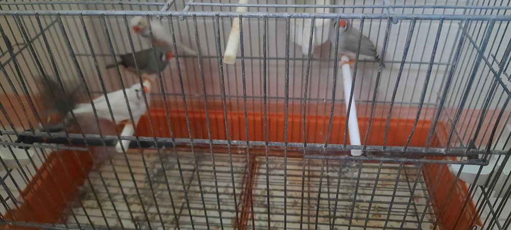 mandarins de várias cores