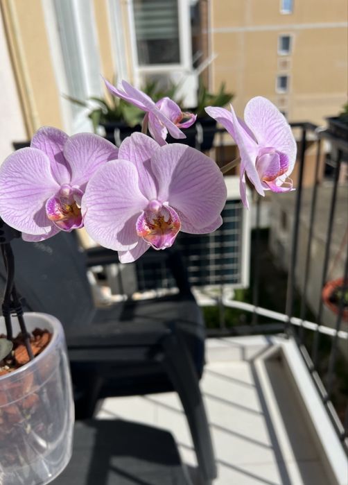 Фаленопсис , орхидея