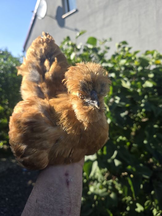 Kura kury silki naturalne ekologiczne silki USA silki jedwabiste