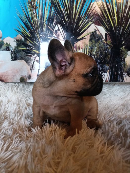 Buldog francuski piesek