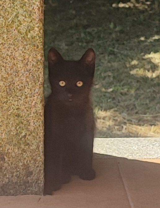 Gato para adoção