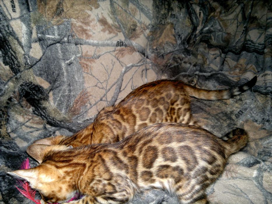 Яскраві бенгалочки для душі чи розведеня