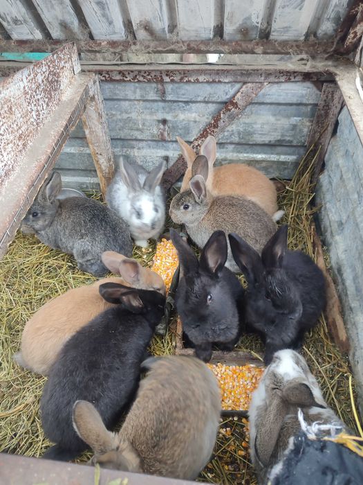 Кролики шиншила зі строкачем