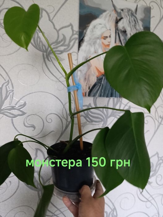 Кімнатні рослини