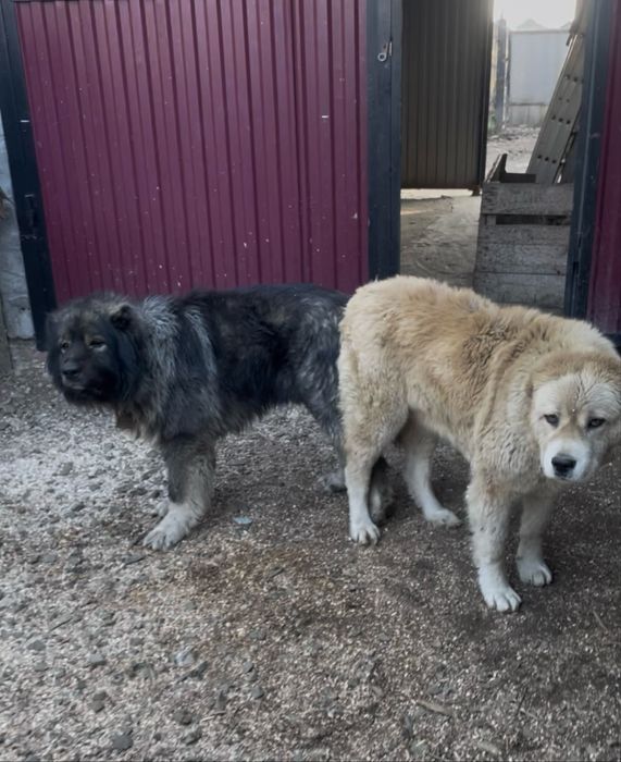 Вʼязка кавказька вівчарка