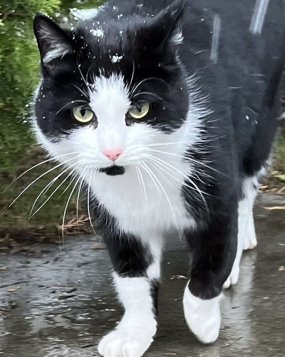 Cudowny Kocurek szuka domku