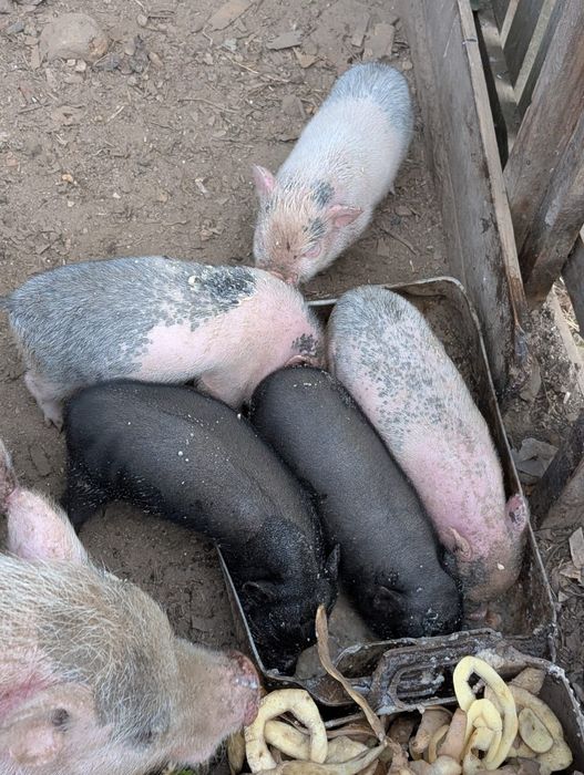 Porquinhos mini pig