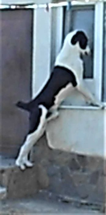 Вязка кабель алабай!