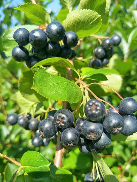 Aronia ekologiczna 100%