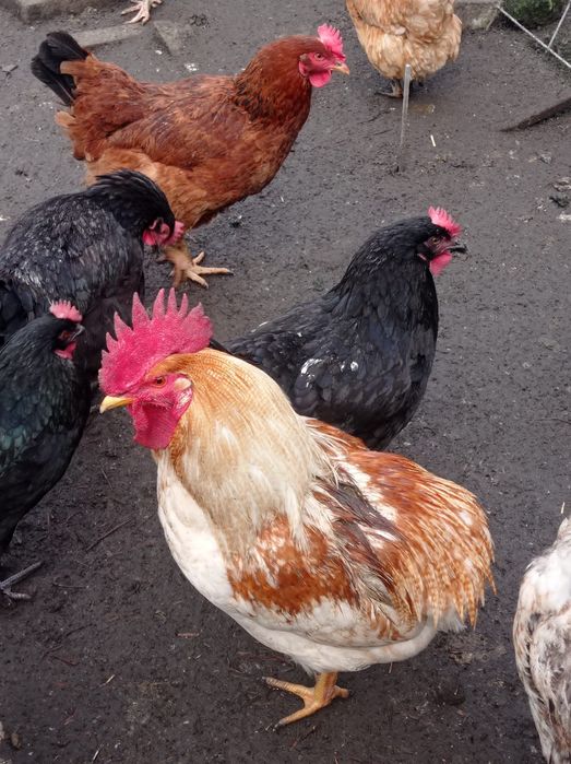 Koguty na sprzedaż