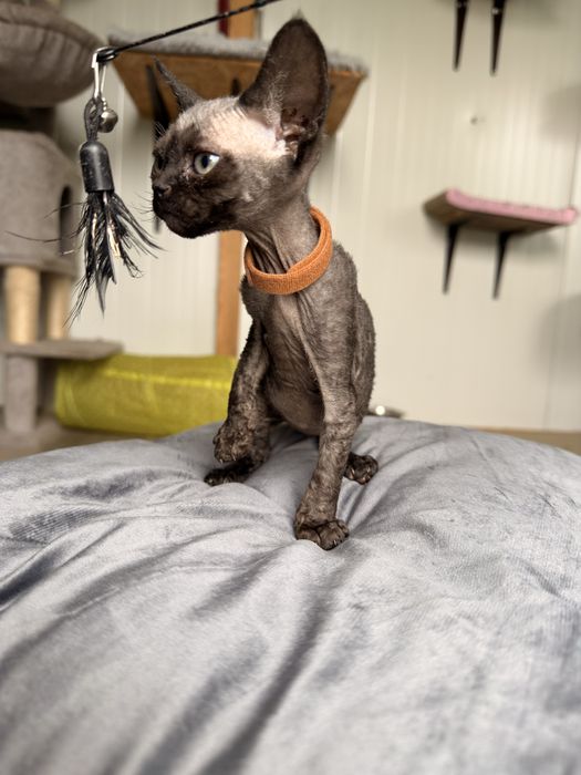 Devon rex kotek/kotka FPL