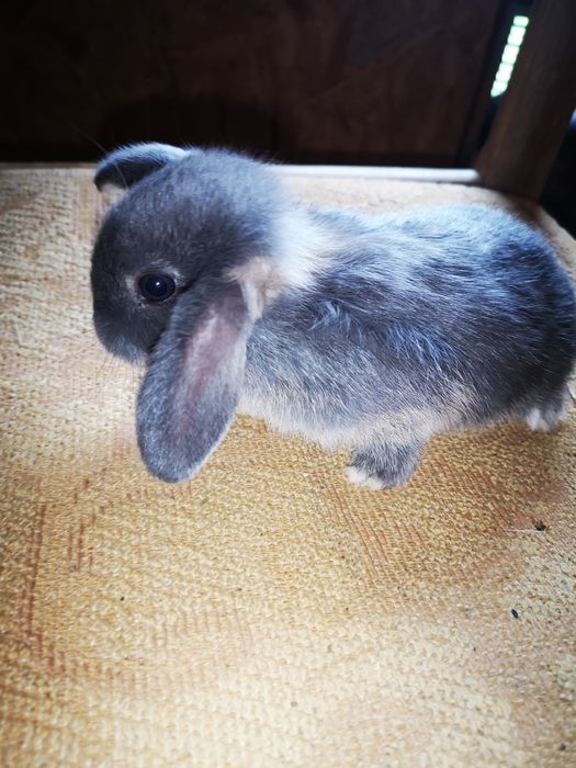 Sprzedam króliki baranki mini lop karzełki