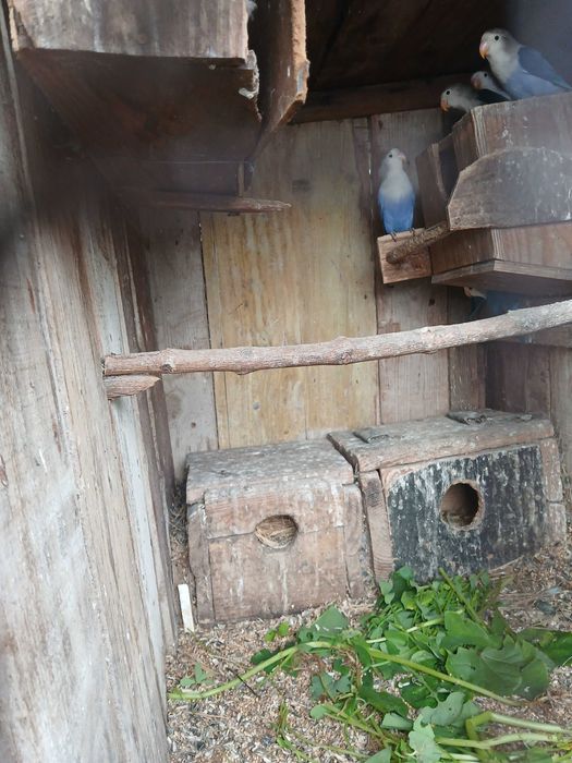 Lote de fishers azuis de 2025