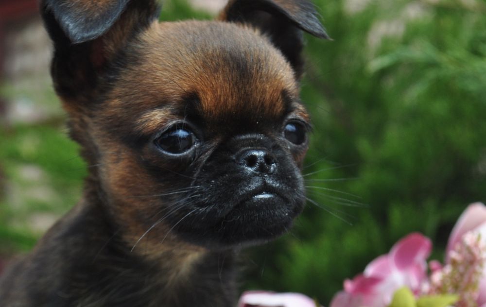 Грифон.Гриффон.Гріфон.Griffon.Брабансон.