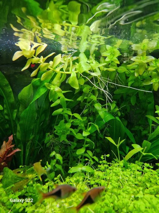 Vendo plantas de muda