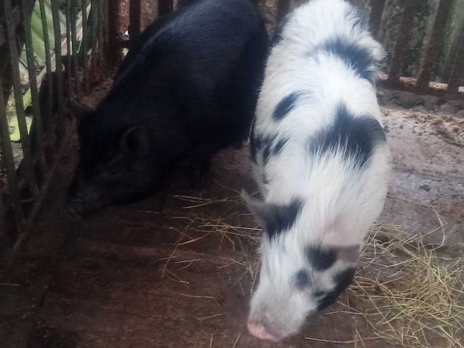 Продам вєтнамські великі поросята